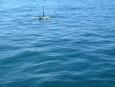 The Orcas passed right under the boat!