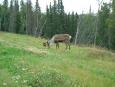 A moose on the way to Homer