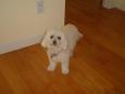 The adorable Sandie!
(We miss you!)