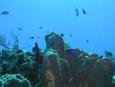 Cozumel undersea life