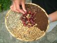 The 5 stages of coffee production
at Museo del Caf, La Azotea Centro Cultura