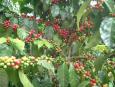 Coffee cherries: the greens are unripe, the reds are ready for picking