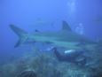 The shark dive