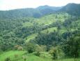 The lush green jungle of Monteverde
