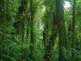 On the Cao Negro trail in the cloud forest of Reserva Bosque Nuboso