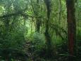 On the Cao Negro trail in the cloud forest of Reserva Bosque Nuboso
