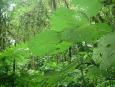 On the Cao Negro trail in the cloud forest of Reserva Bosque Nuboso