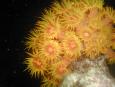 Gorgeous orange cup coral comes alive at night