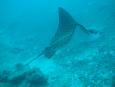 Spotted eagle ray at Manuelita Island