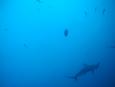 Scalloped hammerhead sharks approach to check us out