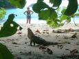 Iguana warning Keiko to back off its territory!