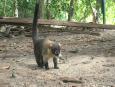 The White-nosed Coati