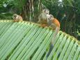 Titi monkeys