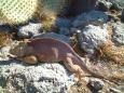 Land iguana soaks up the sun