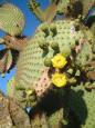 Flowering prickly pear cactus on Plazas Island