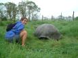 Keiko meets giant tortoise in the wet highlands of Santa Cruz Island