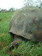 Giant tortoise rear view