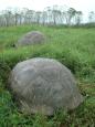 Two more of the 42 giant tortoises we counted that day