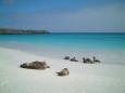 Sea lion paradise Isla Espaola
