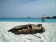 Ursula strolls by basking sea lions