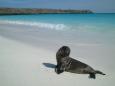 Sea lion strikes a pose on the beach