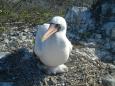 Nazca boobie with tiny hatchling