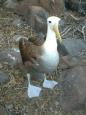 Mother waved albatross