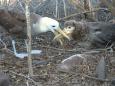 Mother waved albatross feeding baby