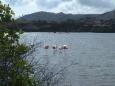 Pink flamingos on Isla Floreana