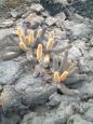 Cactus on Isla Isabela's pahoehoe lava fields