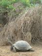 Giant dome tortoise on the move on Isla Isabela