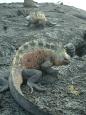 Marine iguanas guard their turf on Isla Fernandina