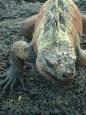 Marine iguana male sports bright female-attracting colours