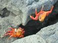 Sally lightfoot crabs