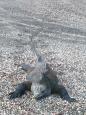 Life's a beach for the marine iguanas on Fernandina