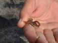 Fearless Mauricio handles a tiny Galpagos scorpion