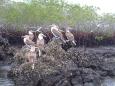 Blue footed boobies in red mangrove swamp at Black Turtle Cove