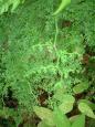 Delicate ferns in the surrounding cloud forest