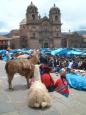 Llamas in the Plaza, Xmas Eve