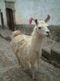 A lovable llama!