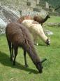 The Machu Picchu resident llamas
