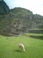 Llama at Machu Picchu