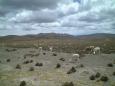 Vicuas at the Aguada Blanca Nacional Reserve,
en route to Colca Canyon