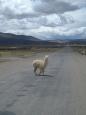 Fluffy vicua on a desolate highway