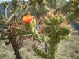 Cactus flower, Colca Canyon
