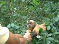 Capuchin monkey