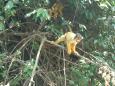 Chichilo (squirrel) monkeys