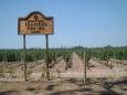 Trapiche vineyards, Maipu, Mendoza