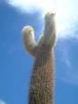Huge cactus on Isla de Pescado