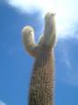 Huge cactus on Isla de Pescado